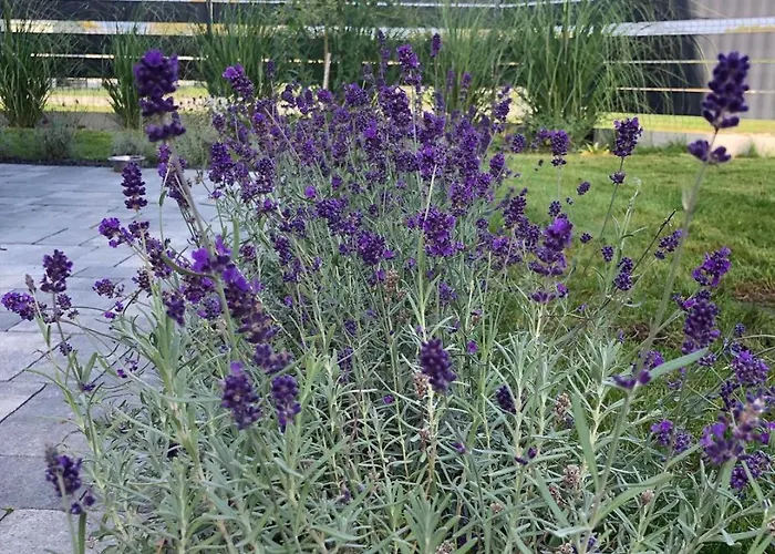 Сasa de vacaciones Lawendowo Wrzosowo (Kamien)